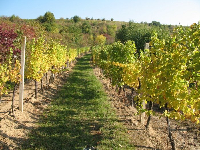 Zámecké vinařství Bzenec s.r.o.