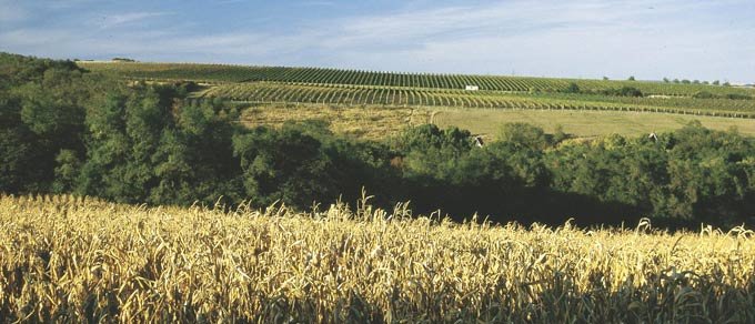 ZNOVÍN ZNOJMO, a. s. - ochutnávkový stánek Staré vinice, Havraníky