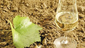 ZNOVÍN ZNOJMO, a.s. – ochutnávkový stánek Šobes, Podmolí