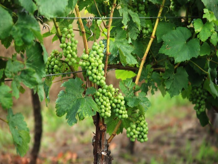 Rodinné vinařství Bartoníkovi